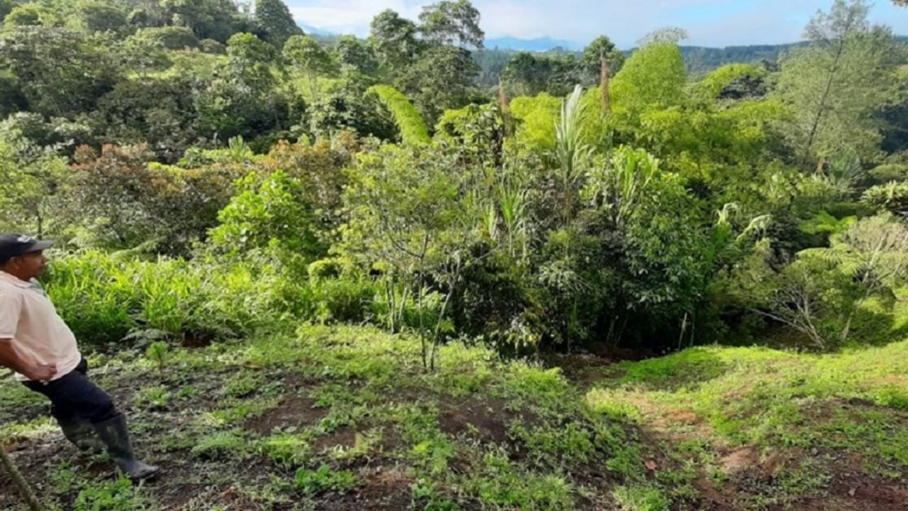 proyecto de café sostenible en Cajibío- Cauca