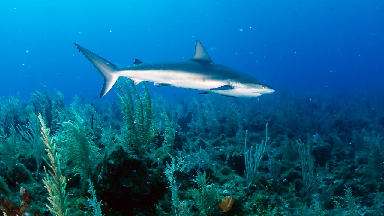 Con la expedición se pudo establecer además que la Reserva de Biosfera Seaflower de San Andrés es el segundo lugar en el mundo con mayor abundancia y diversidad de tiburones arrecifales.