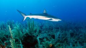 Con la expedición se pudo establecer además que la Reserva de Biosfera Seaflower de San Andrés es el segundo lugar en el mundo con mayor abundancia y diversidad de tiburones arrecifales.