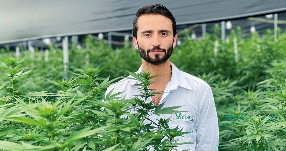 Ahora sí, llegó la hora del cannabis_4