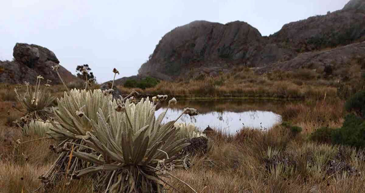 El páramo de Santurbán es el principal reguladro de agua con el que cuenta Santander, de ahí la férrea defensa que realizan sus autoridades. Foto: archivo/Semana. 