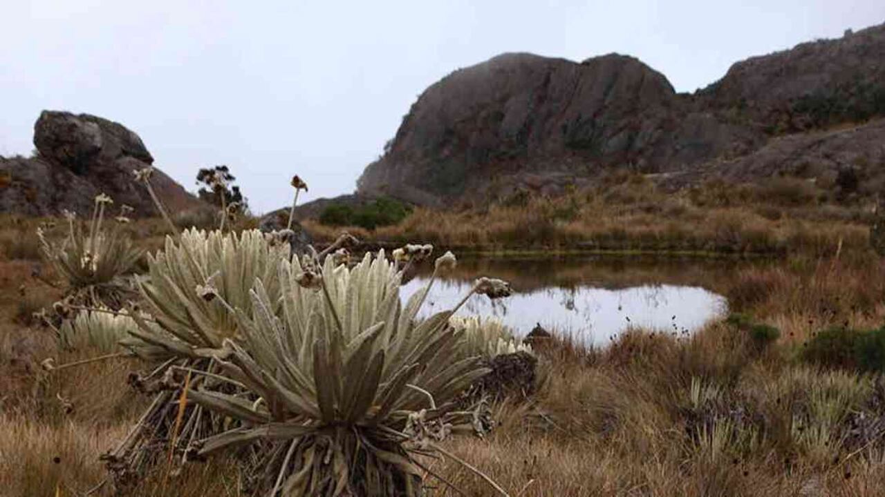 El páramo de Santurbán es el principal reguladro de agua con el que cuenta Santander, de ahí la férrea defensa que realizan sus autoridades. Foto: archivo/Semana.