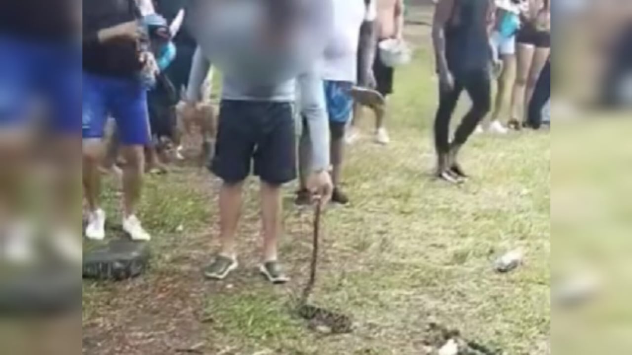 La serpiente apareció entre las piedras del río Pance, y un joven la agarró, luego de ello se produjo la mordedura.