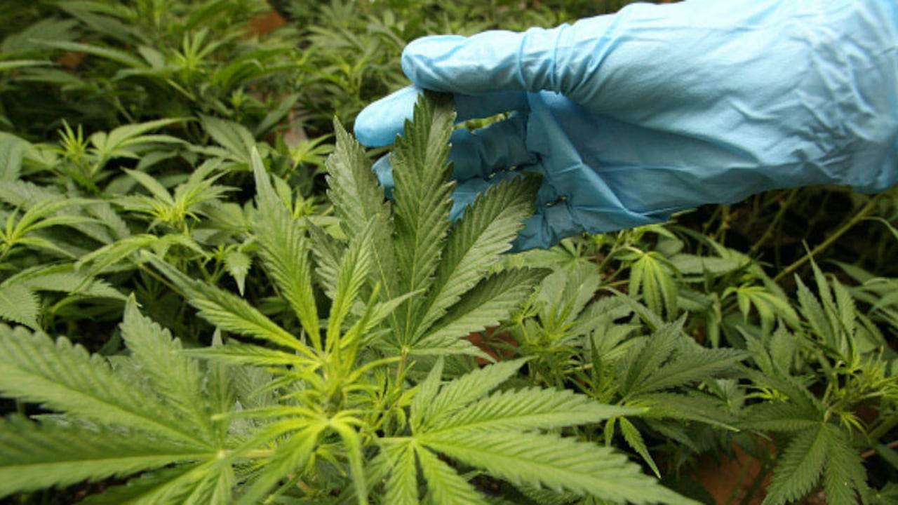 De aprobarse el actual proyecto que cursa en el Congreso se abre la puerta en Colombia a la compra, venta, distribución y comercialización del cannabis para uso adulto.