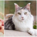 La muerte de la niña se registró el 3 de noviembre de 2021, menos de dos meses desde la agresión (imagen de referencia).