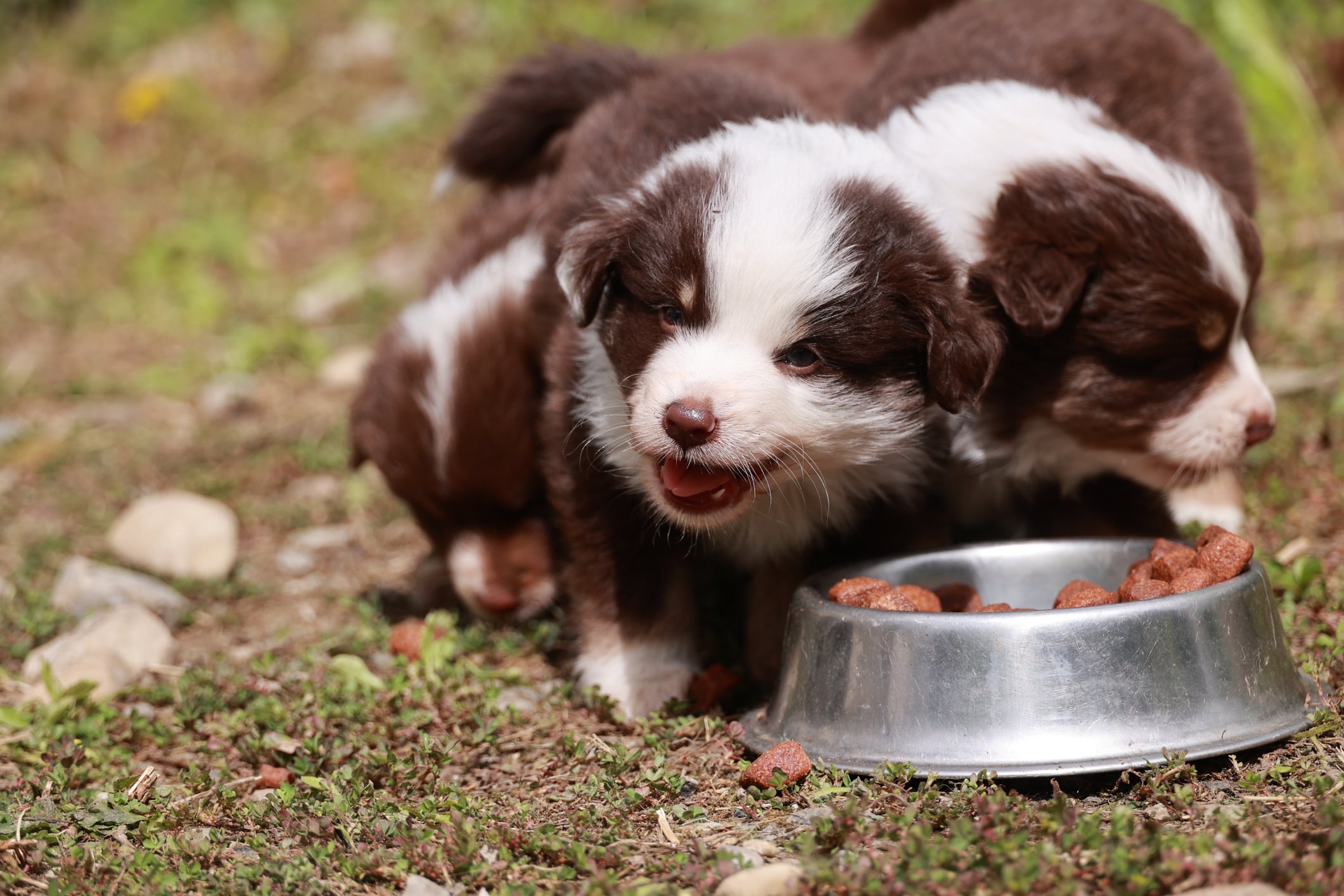 Mitos de la alimentación en los cachorros.