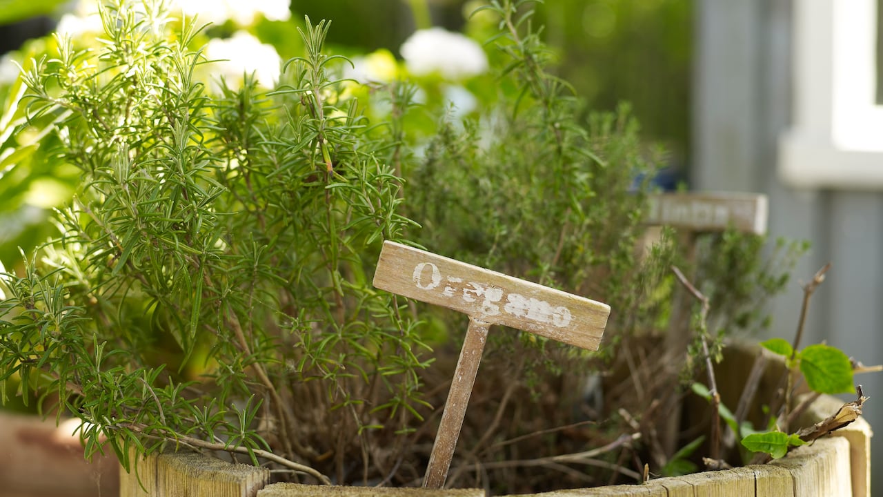 El orégano tiene propiedades medicinales.