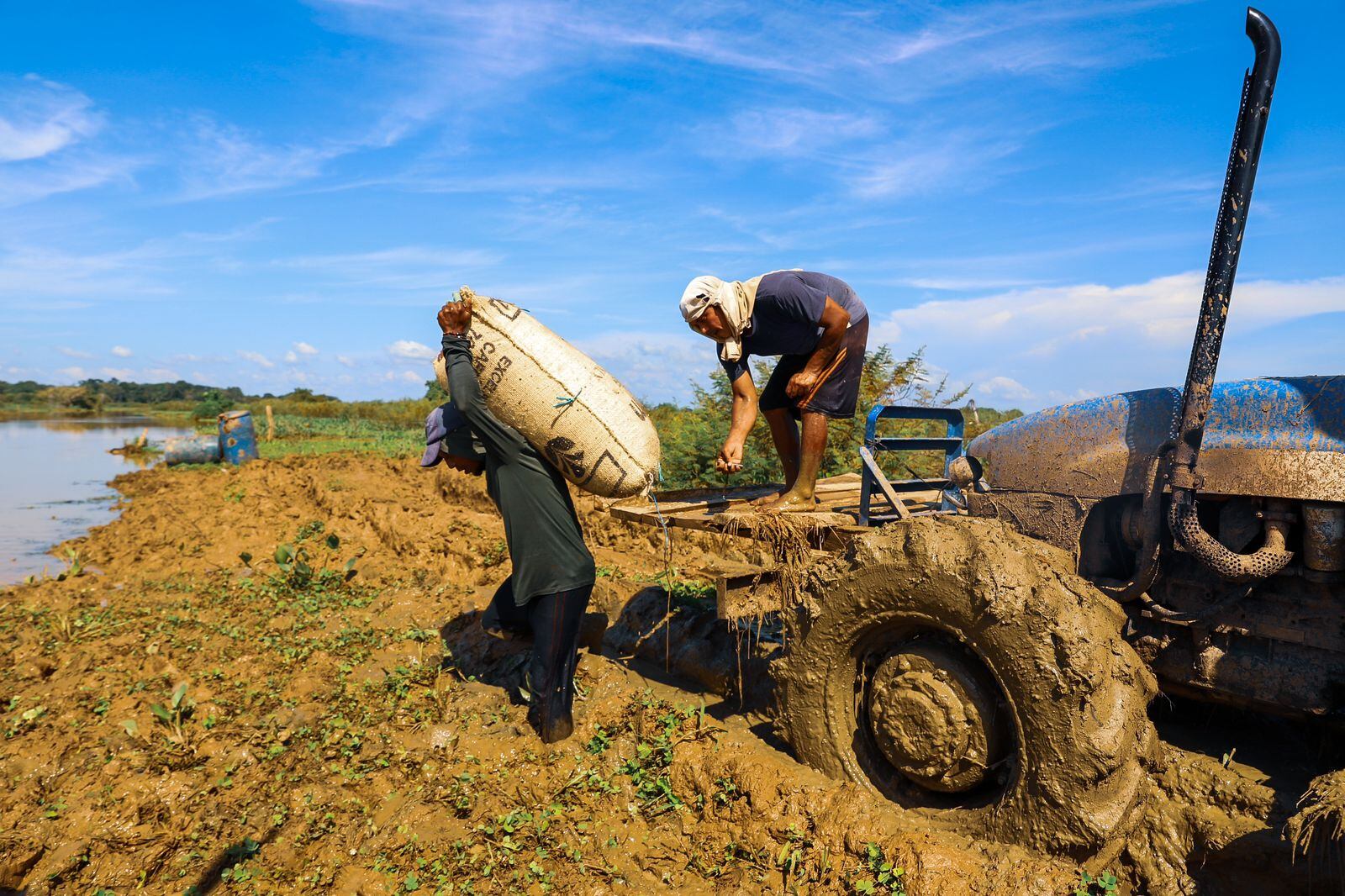 Primera cosecha de arroz en predio entregado por la SAE en San Marcos, Sucre