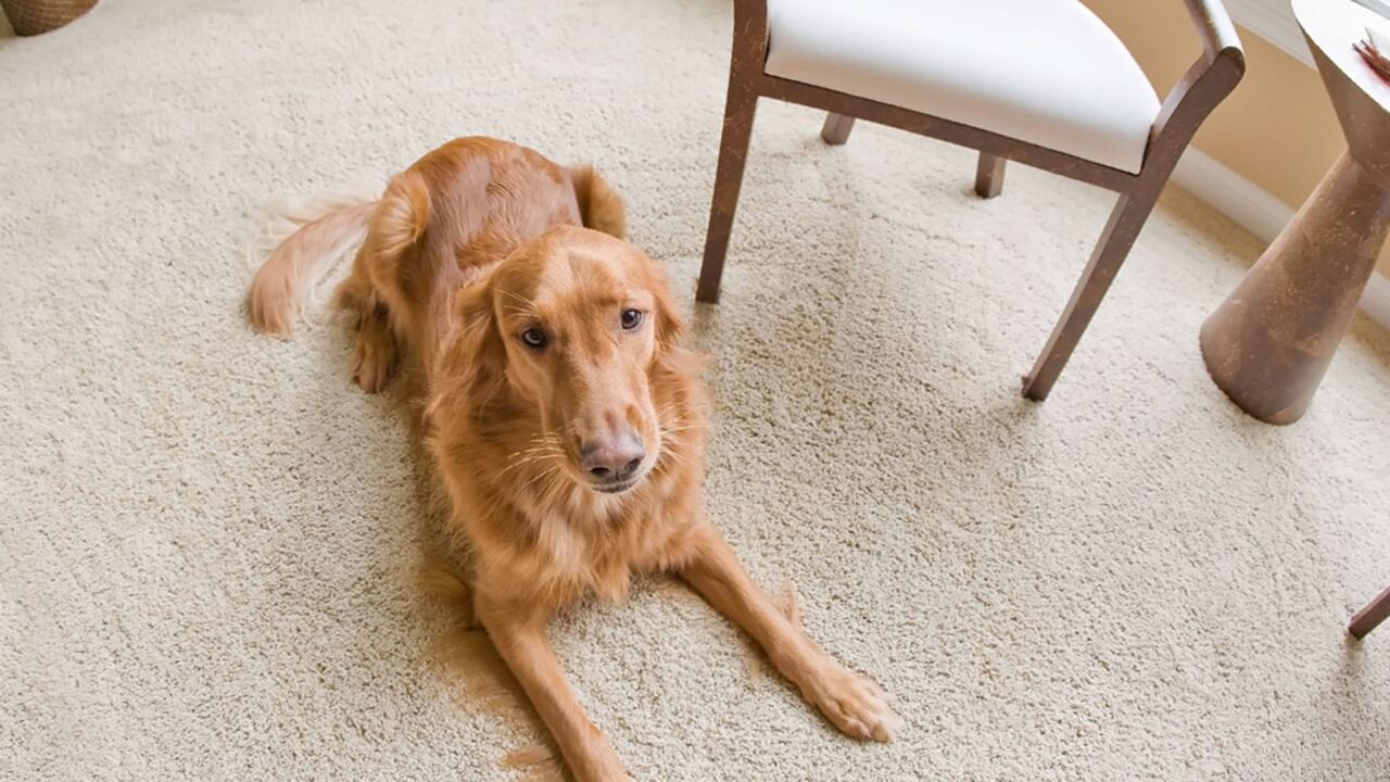 Uno de los factores que no se puede pasar por alto es si tu casa compagina con su nuevo inquilino