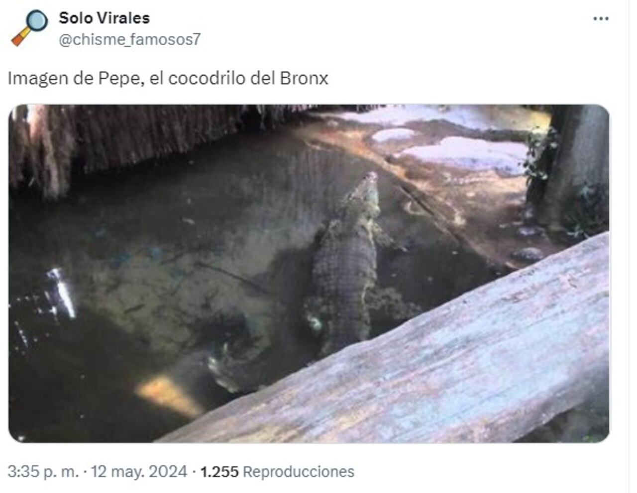 Filtran foto que confirmaría la existencia de 'Pepe', el cocodrilo del Bronx en Bogotá