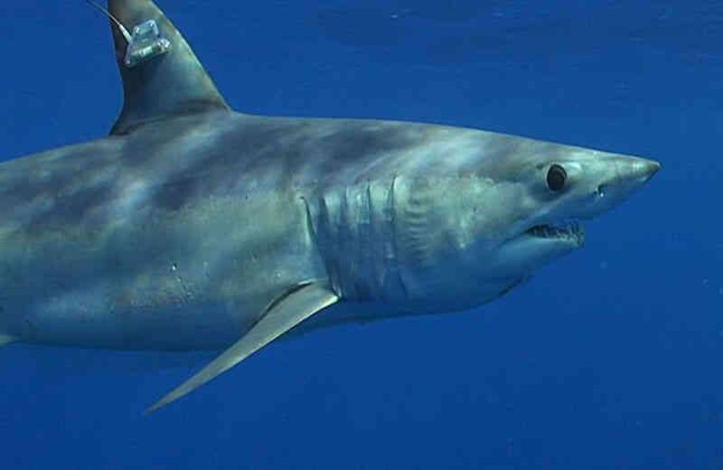 Una carrera de tiburones organizada por la Universidad de Florida intenta predecir los resultados de las próximas elecciones presidenciales en los Estados Unidos.