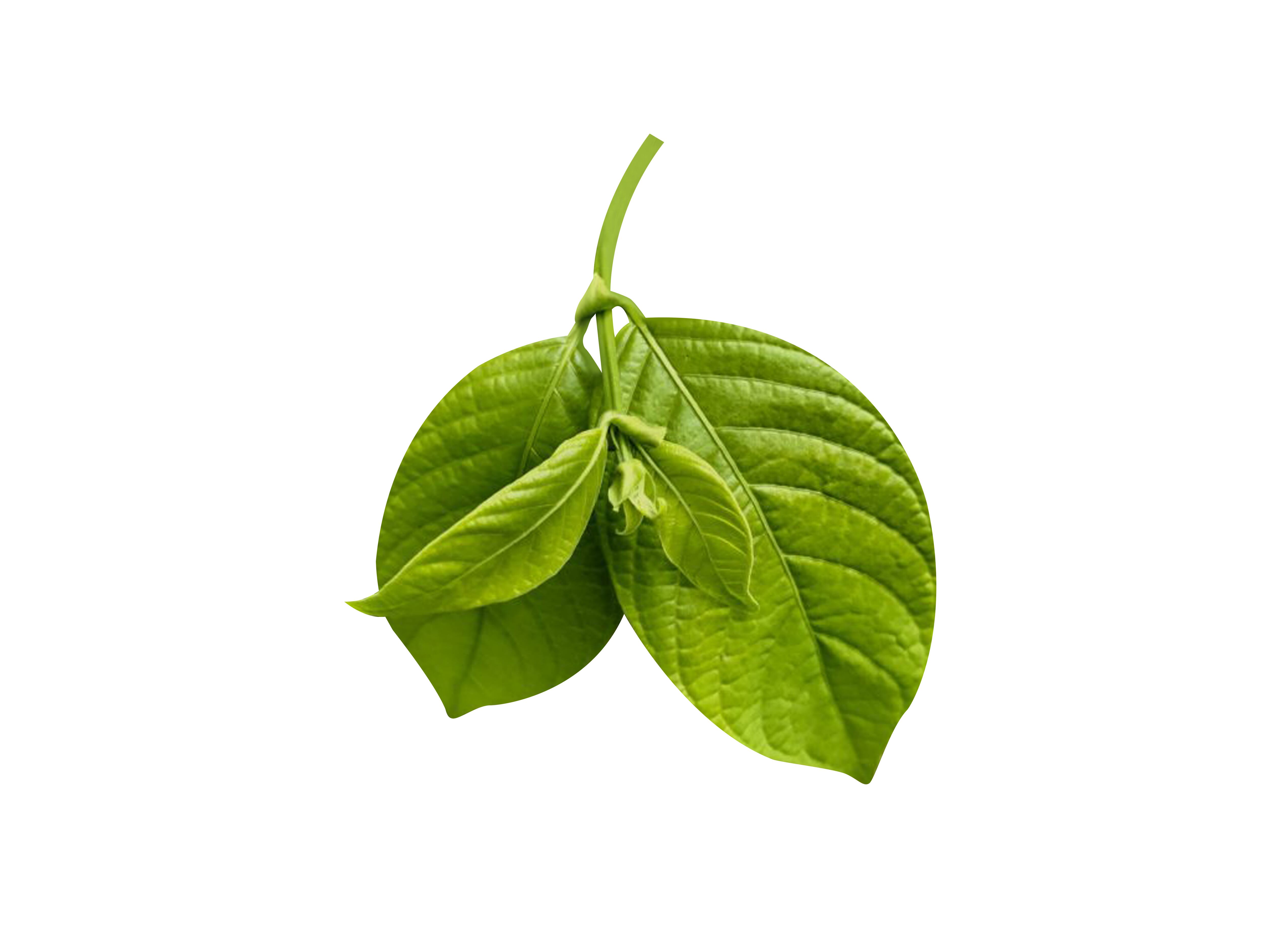 Planta Uncaria tomentosa (Uña de gato)