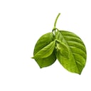 Planta Uncaria tomentosa (Uña de gato)