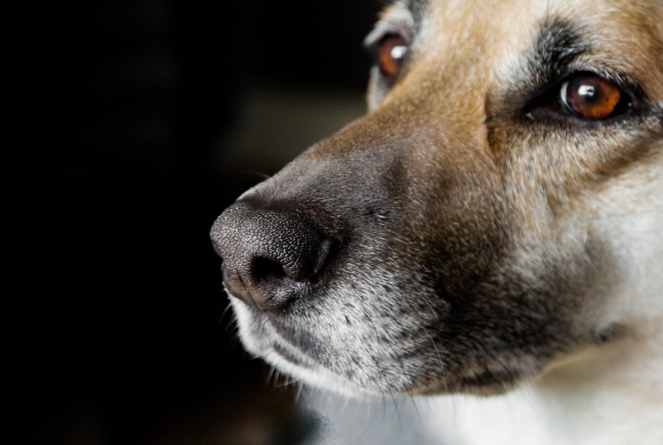 perro