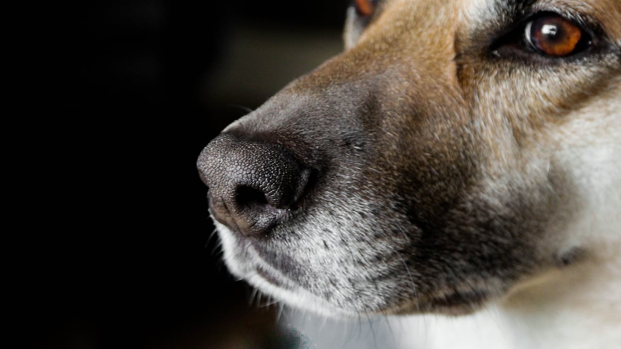 Son diversas las razones por las que la nariz del perro se reseca.