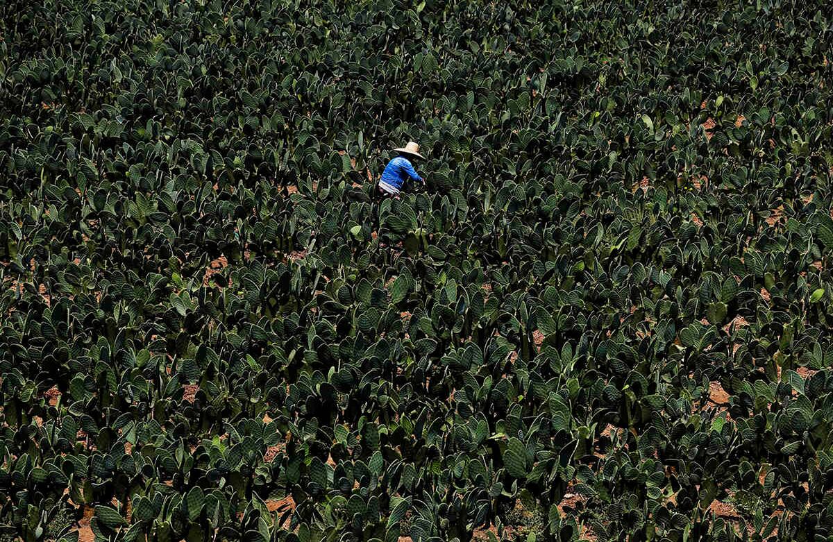 Nicolasa Medina cosecha nopales en su granja en Milpa Altas, Ciudad de México, el 20 de abril. En México los segmentos jóvenes del tallo del nopal se usan comúnmente en platos como huevos con nopal, o tacos de nopal. Foto: Marco Ugarte/ AP