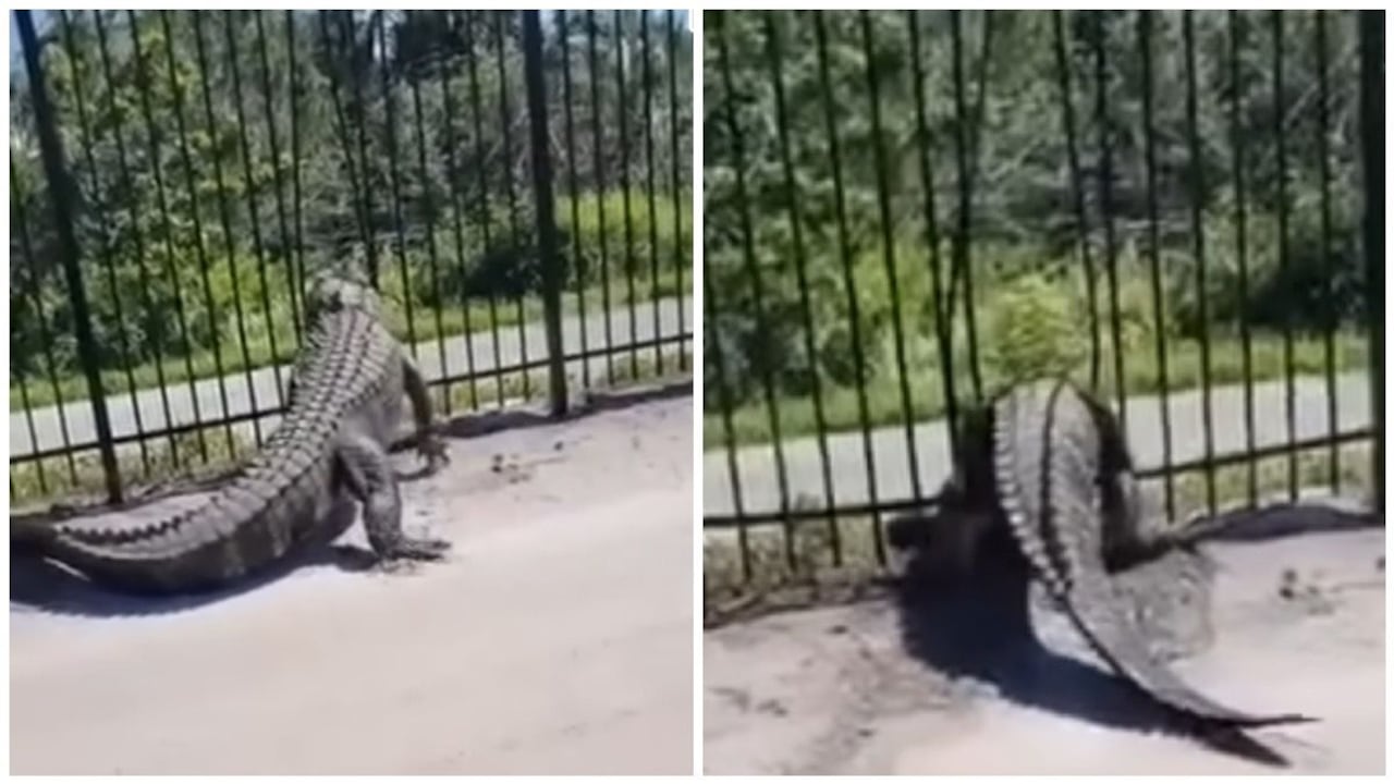 En cuestión de segundos ya había logrado deformar la vaya de tal manera que su gran torso pudiera cruzar sin ningún inconveniente.