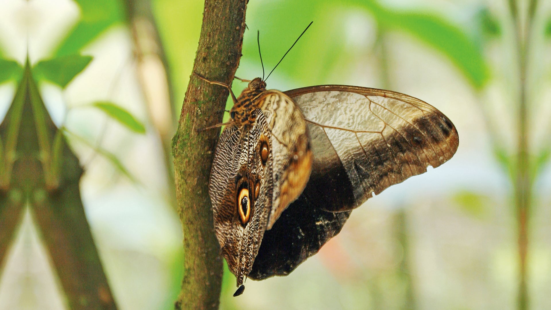 NO USAR, USO EXCLUSIVO MEJOR COLOMBIA, Especial Eje Cafetero,Columna Influencer