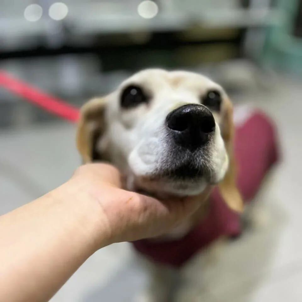 Cecilia, perra maltratada por su dueño