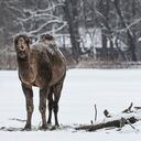Los camellos están acostumbrados a resistir temperaturas extremas.