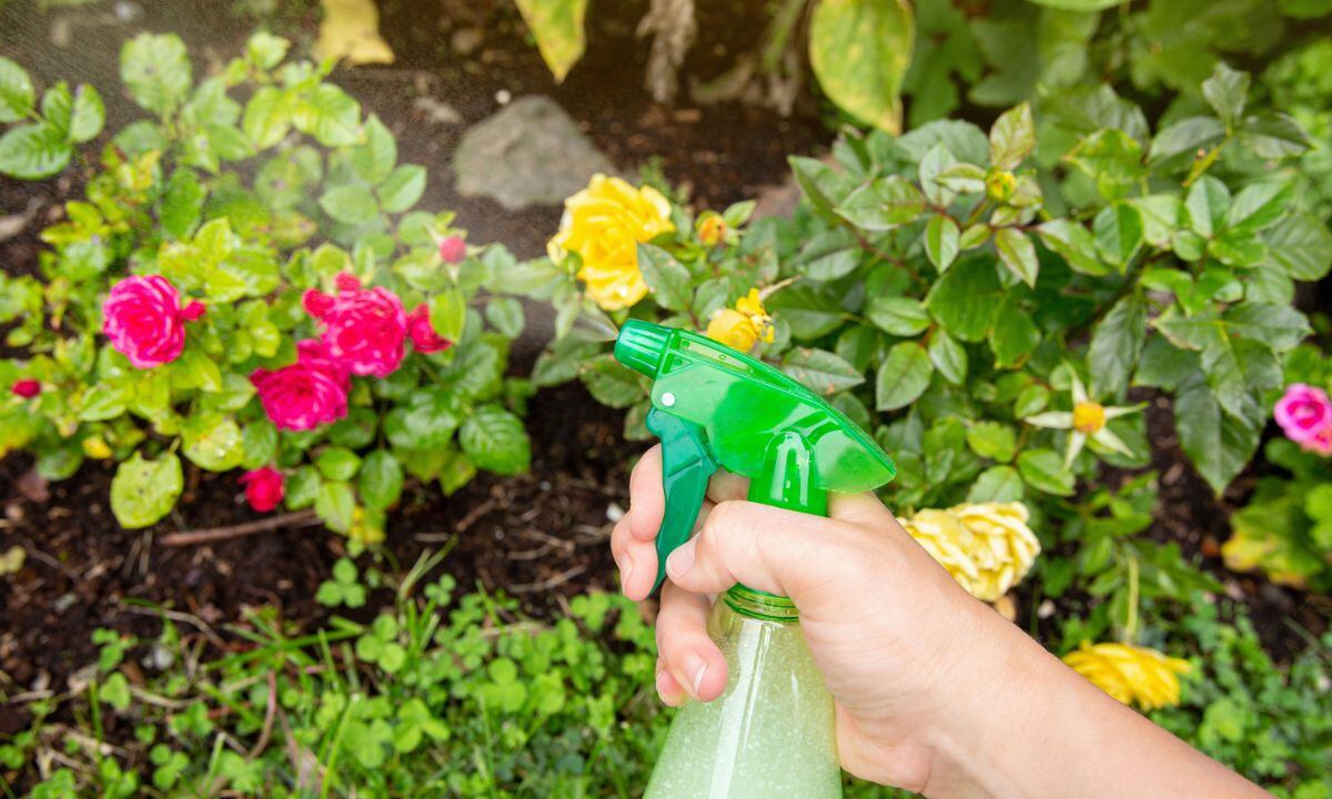 Jabón para las plantas.