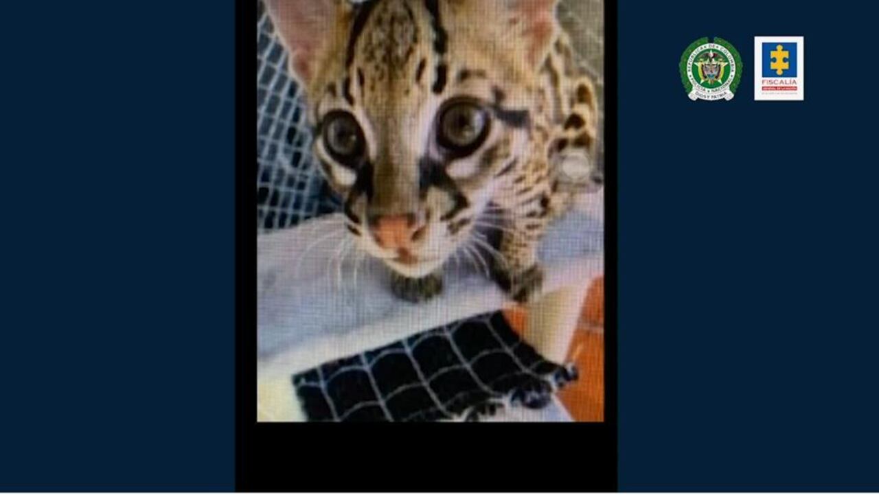 Tráfico de fauna silvestre en 2020.