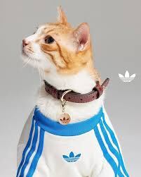 La colección ha sido bien recibida por los amantes de las mascotas y los entusiastas de la moda urbana, quienes han elogiado la calidad y el diseño de los productos.