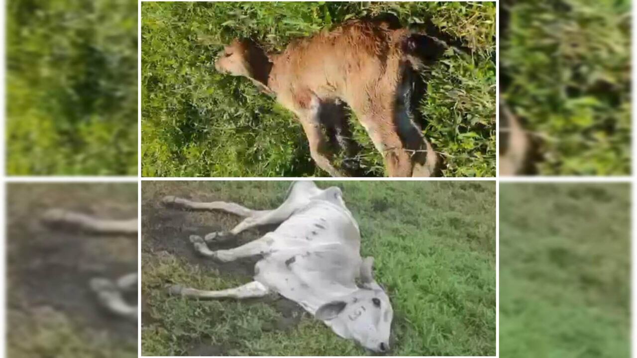 La situación se registra en corregimientos como Paturia, Campo Alegre, Chingalé, Bocas del Rosario, entre otros.