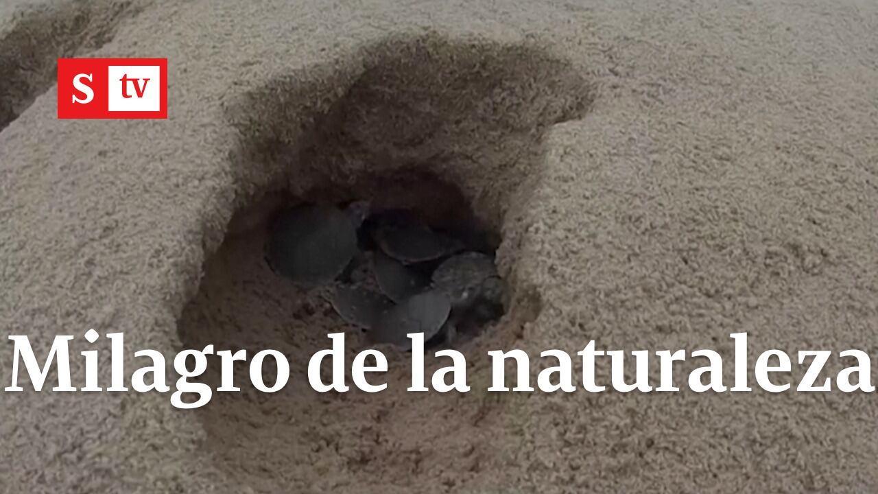 Miles de tortugas nacen en Brasil