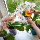 En el mundo del cultivo de orquídeas, hay quienes se preguntan si el bicarbonato de sodio puede ser un aliado en la lucha contra enfermedades como el moho y la pudrición de las raíces.