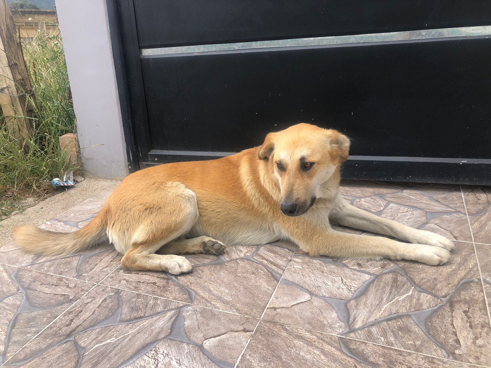 La historia de una perrita callejera que desapareció en Simijaca. Acusan a un funcionario de la Alcaldía del municipio