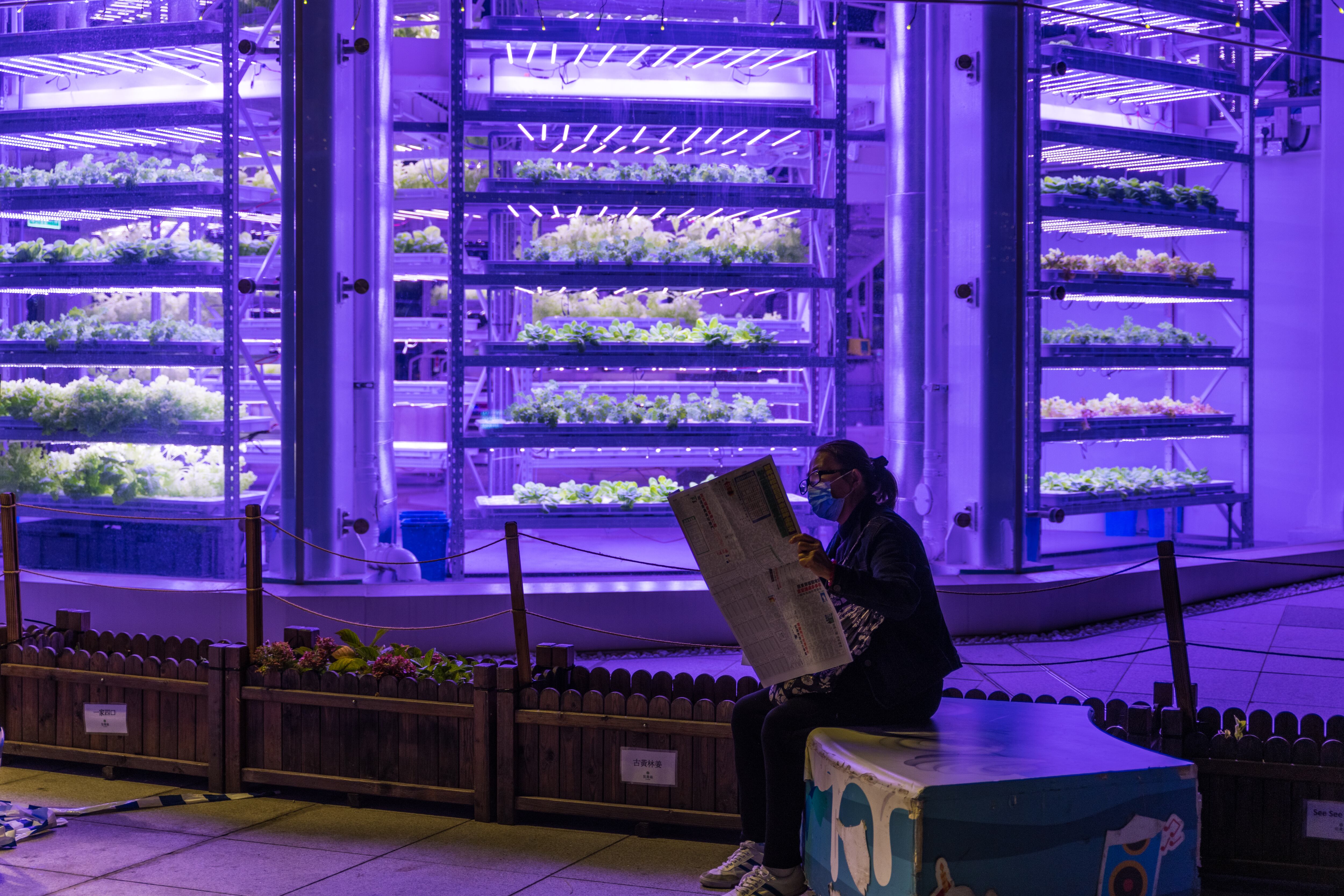 Cultivo hidropónico