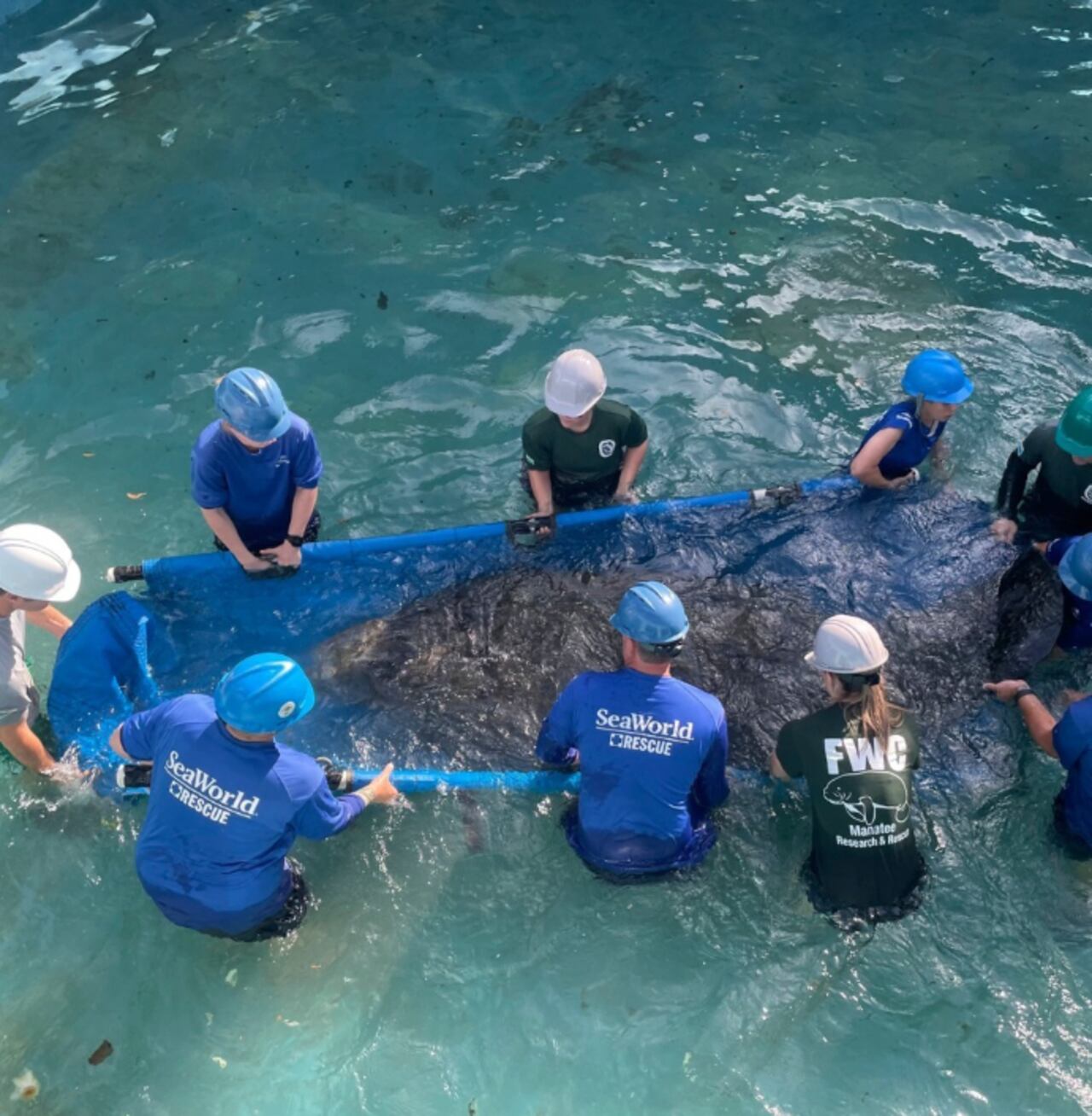 Seaworld Orlando es la organización privada de la Florida (Estados Unidos) más grande en rescate, recuperación y cuidado de animales en alguna situación de peligro. Tras el proceso, según el criterio de sus expertos, se decide si son regresados a sus hábitats naturales o siguen al cuidado de la organización en algunos de sus parques o lugares de investigación y cuidado.