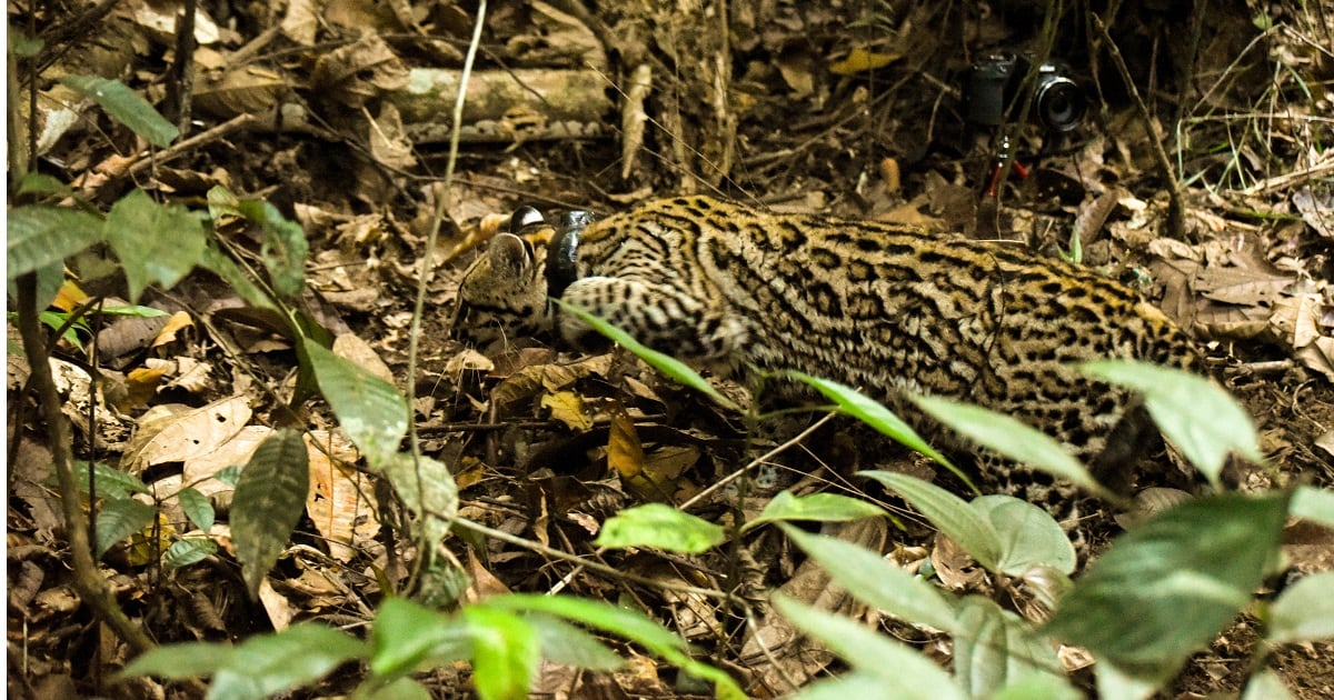 Ocelote liberado en Antioquia y seguido por satélite