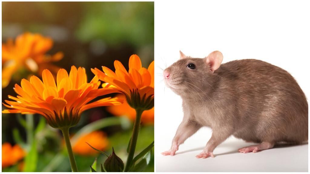 Caléndula y rata