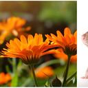 La caléndula sirve para mitigar la presencia de ratas.