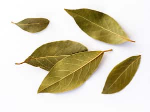 Laurel para el 2024.