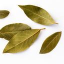 Laurel para el 2024.