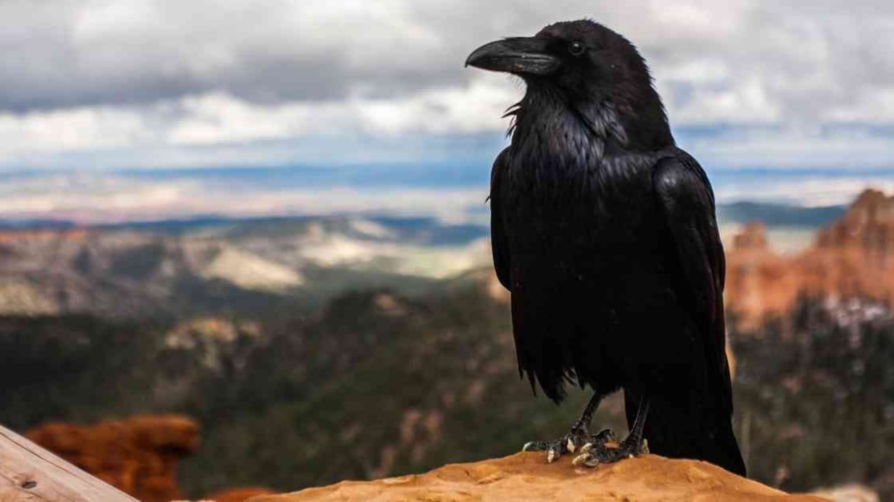 Los cuervos eran unos de los animales predilectos de la CIA para utilizar como espías. Foto: Pixabay.