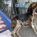 La perrita fue abandona frente a una veterinaria ubicada en el barrio Kennedy.