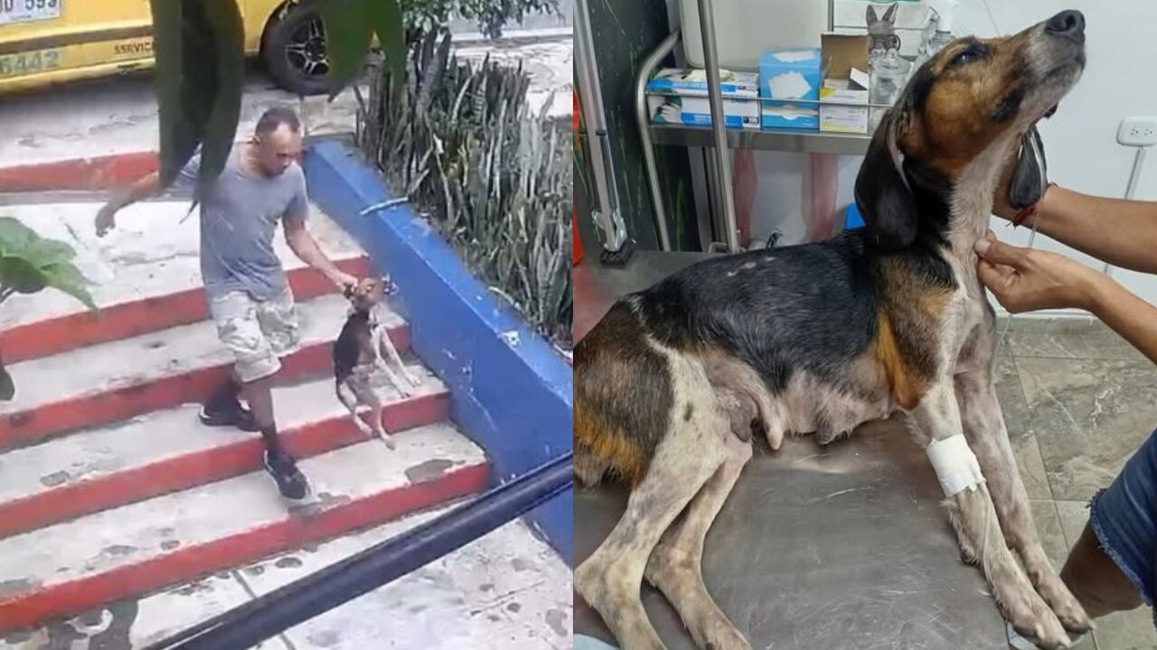 La perrita fue abandonada frente a una veterinaria ubicada en el barrio Kennedy.