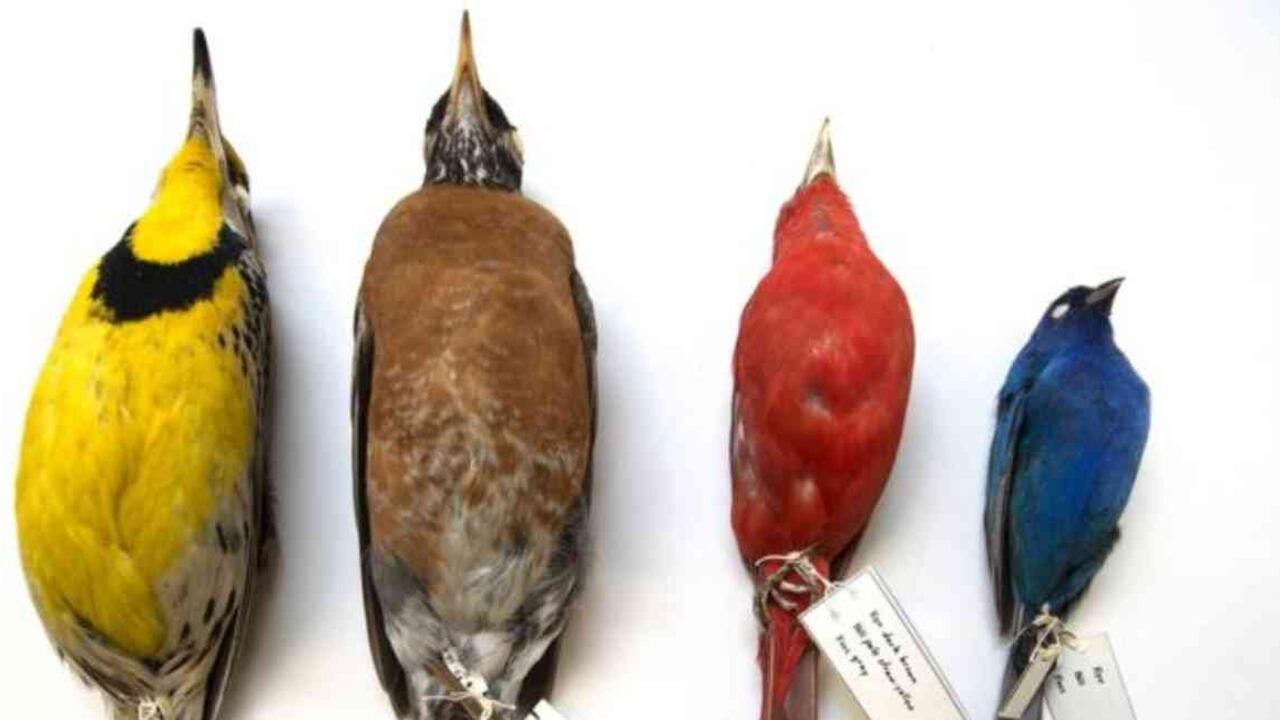 Los investigadores analizaron 70.716 especímenes de 52 especies de aves migratorias. Foto: THE FIELD MUSEUM vía BBC.