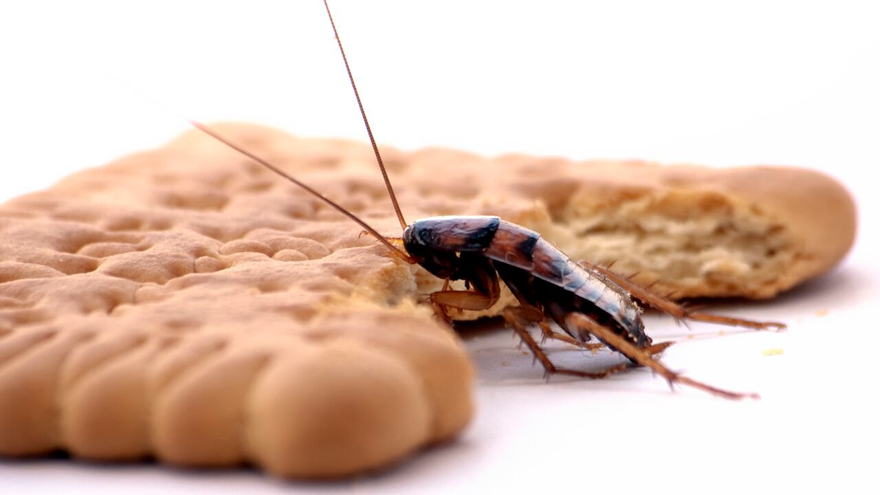 Las cucarachas son insectos indeseables en la cocina.