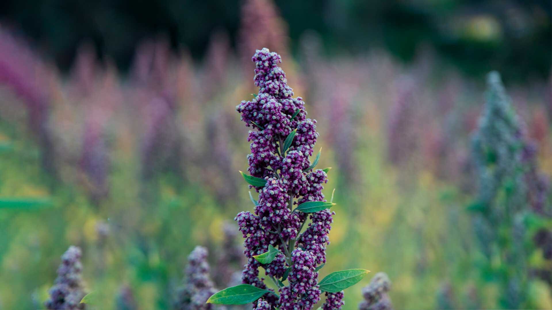 Regalos de la madre tierra