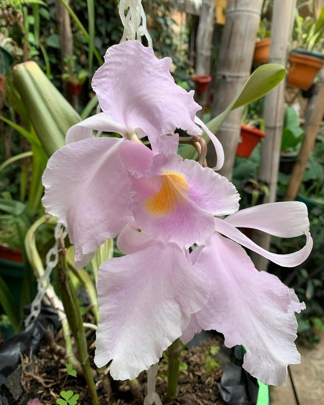 El Jardín Botánico Real de Colombia goza de una flora envidiable.