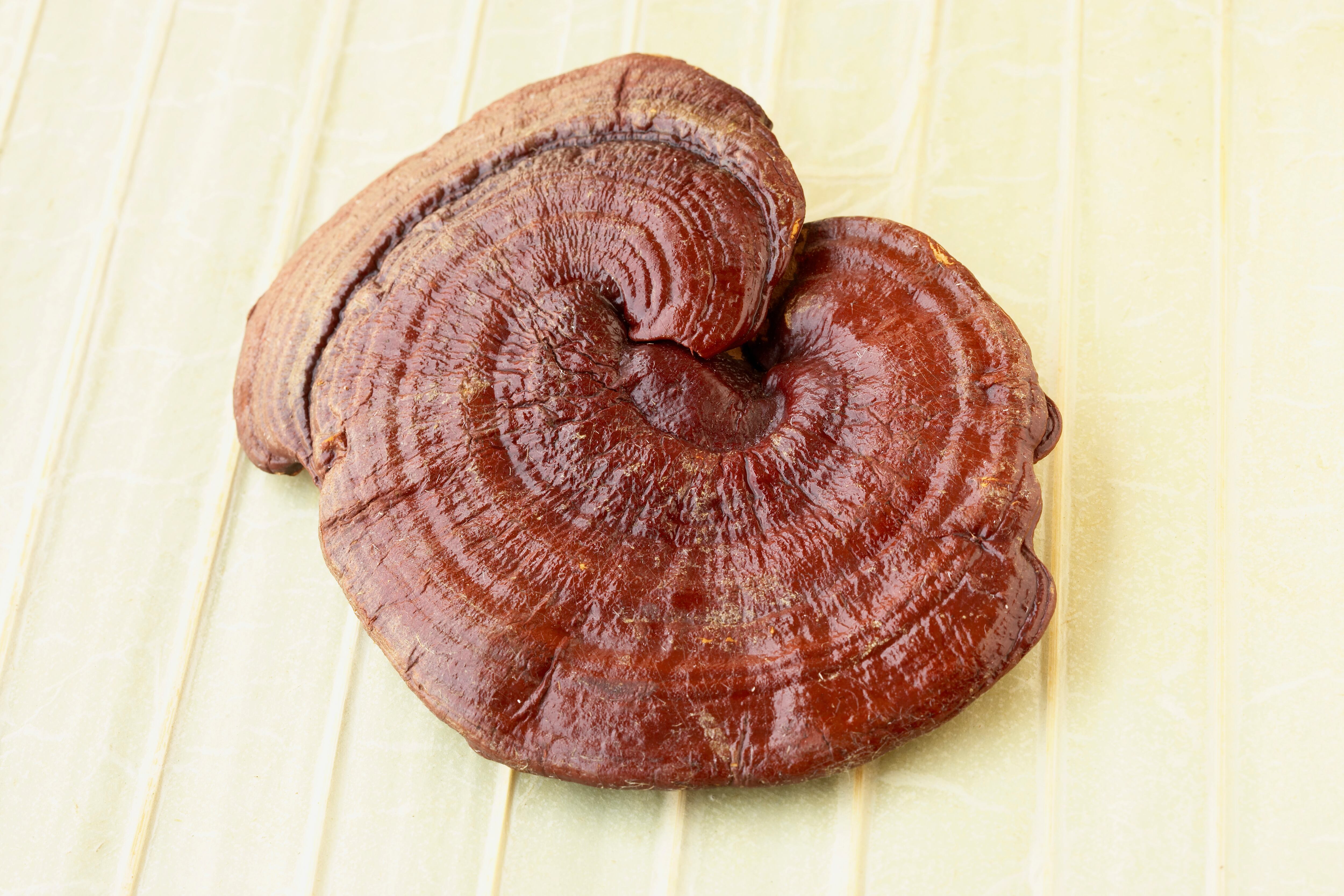 reishi