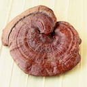Reishi Mushroom Close-up