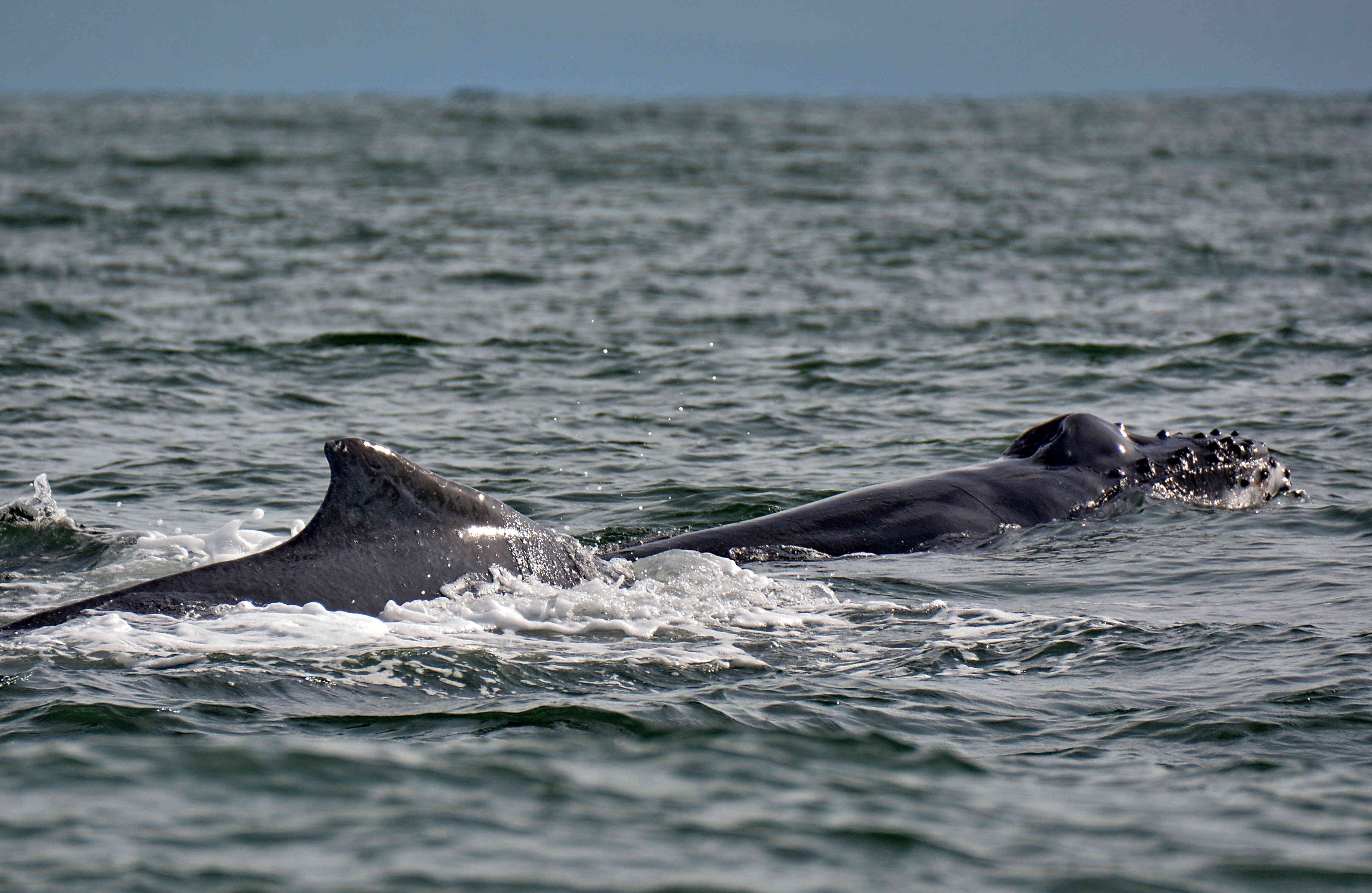 Se estima que cerca de tres mil cetáceos se congregan en esa zona costera, lo que permite que los turistas puedan observar con facilidad sus lomos, aletas y coletazos. 