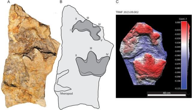 Ruopodosaurus clava dejó huellas únicas de tres dedos en terrenos del Cretácico.