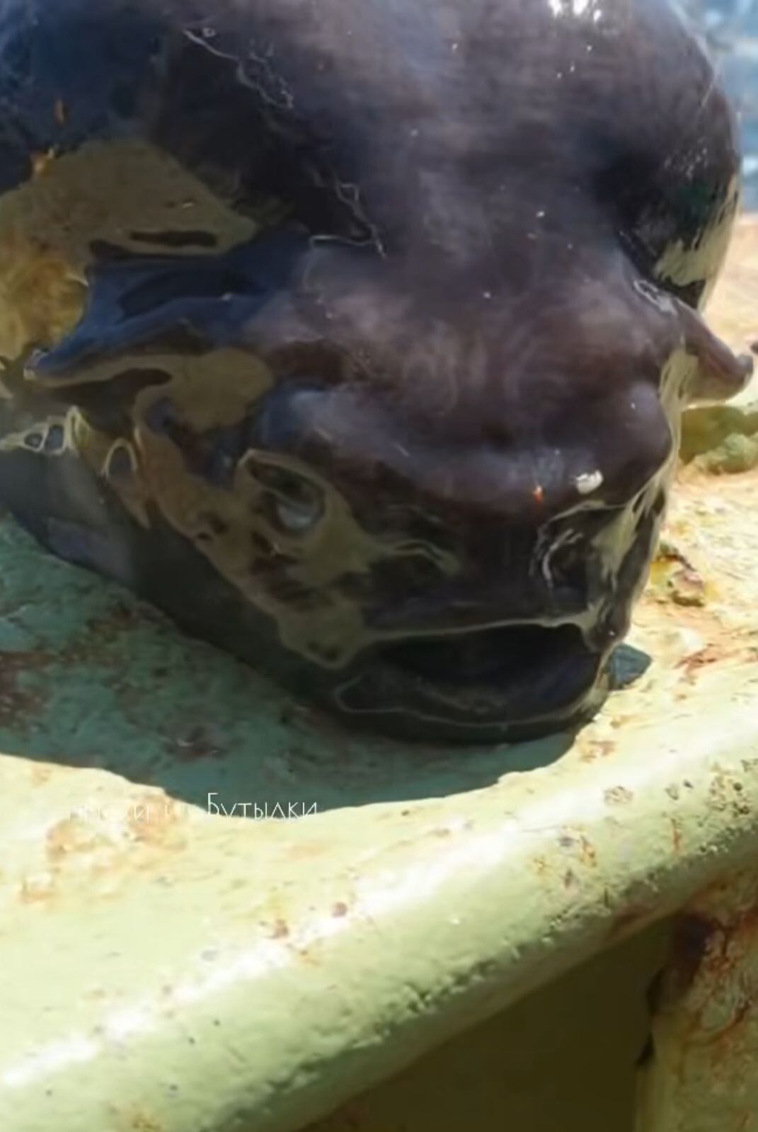 La criatura causó conmoción en las redes sociales